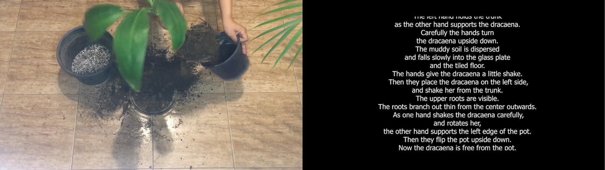 Screenshot of two side-by-side videos. The one on the left shows hands pouring soil into a pot with a small tree in it. The one on the right shows alt text of the video on the left using white text on a black background.