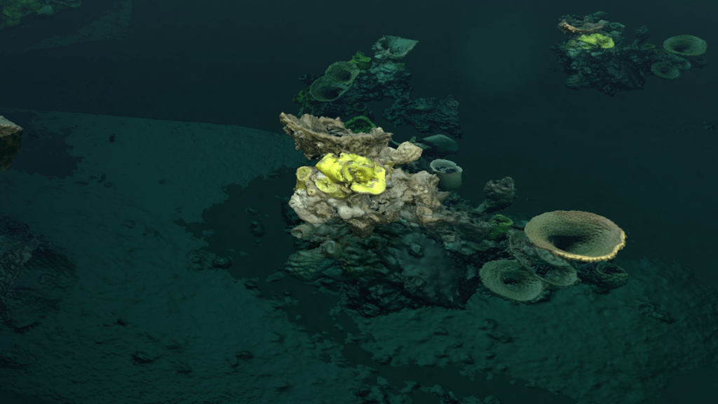 Photogrammetry model of an underwater sponge colony